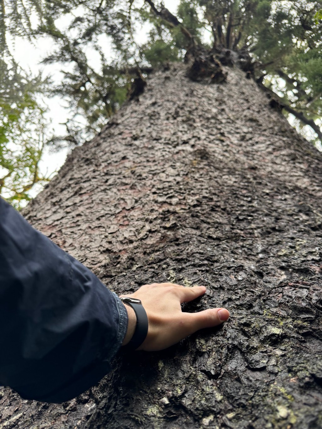 Giant Trees & Epic Coastlines: Exploring Washington&nbsp;State!